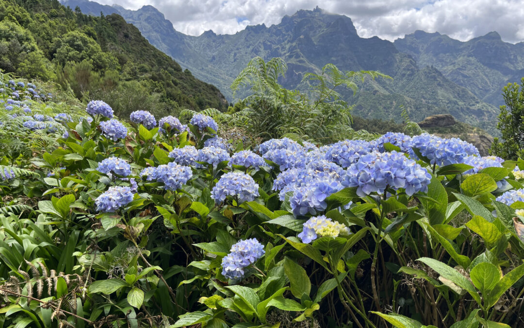 Jóga a trek MADEIRA s lektorkou Simona Josefová  20.9. – 27.9.2025POUZE NÁHRADNÍCI